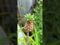 nanas hias #shortvideo #shorts