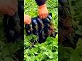 cool way to take strawberry seeds using a tray #shorts