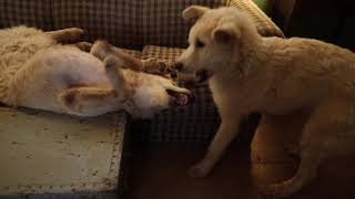 Dog play turns serious for a moment but they sort it out themselves. by Brooke Oland 227 views 4 years ago 2 minutes, 31 seconds