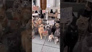πΎ Cat Protest in Cat City β Stray Cats Rise Against the Law! π¨