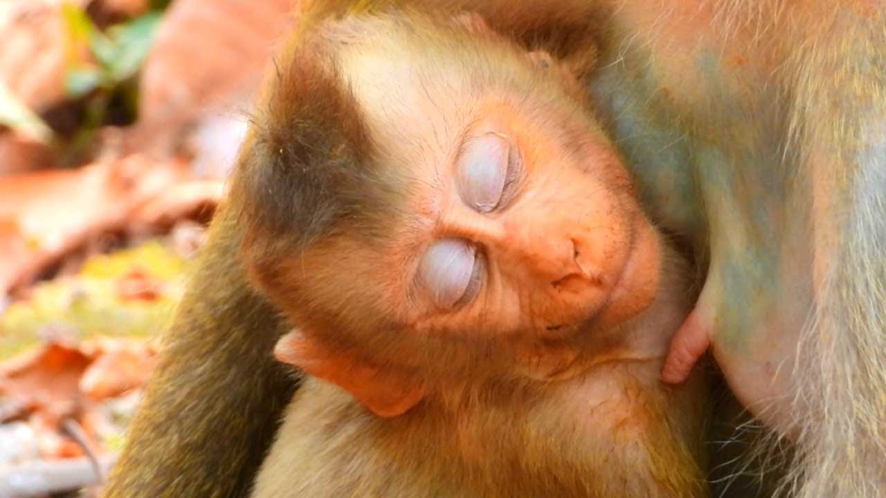 Baby Monkey Lynx Falls Asleep Comfortably in Mom Luna’s Hand