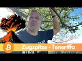 Ziele und Glaubenssätze 🚀 Tausche Zugspitze gegen Vulkan auf Teneriffa #auswandern #deutschland