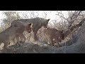 Lions Cause Heartbreak at Wild Dog Den | The Virtual Safari #95