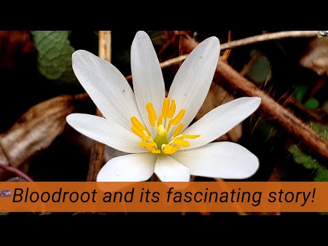 Videó: Bloodroot Flowers – Növekvő információk és tények a Bloodroot növényről