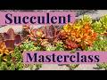 The ULTIMATE Succulent Care Guide 🌵 (Beginner to Pro)