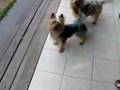 Australian silky terrier playing with ball の動画、YouTube動画。