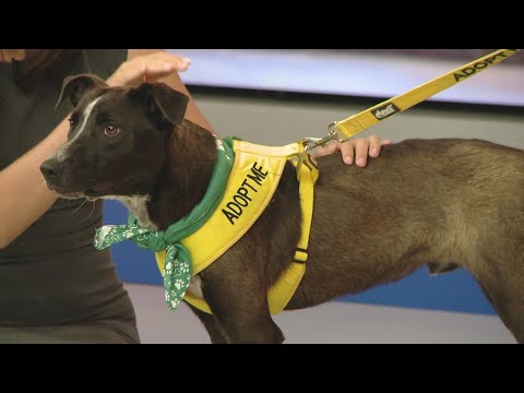 Video Pick of the Litter: Meet Garbanza! - youtube