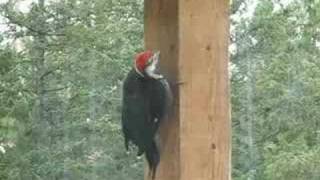 Pileated Woodpeckers Feeding On Deck