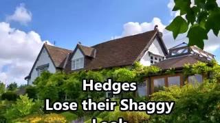 Yew Hedge Cutting