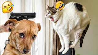 Best Funny Dogs and Cats Videos 😹🐶 Funniest Animal videos 2024