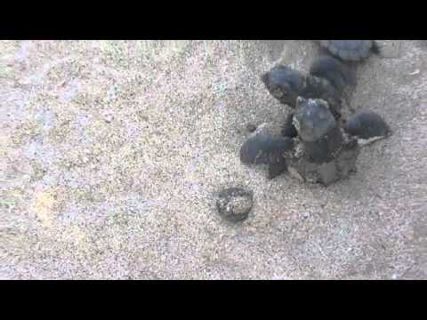 conservation of energy formula Loggerhead turtles leaving the nest.