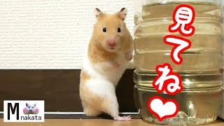 ハムスターの可愛いとこどり!名場面集まとめ!可愛い癒しおもしろ動物Hamster's funny and cute impressive scene videos the best 12