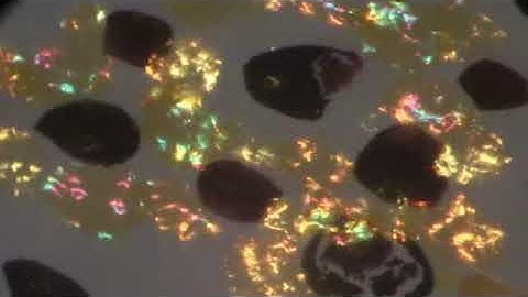 Squid chromatophores 3 Senft