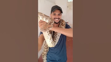 PYTHON ATTACK🇱🇰🇮🇳| #python #cobra #kingcobra #snake #shorts #shortsfeed #shortsstory #animals #sl