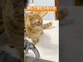 マンチカンのパンチは決して当たらないが息子のお尻の穴は顔に当たった #shorts