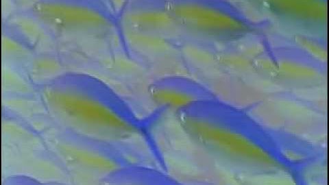 Compressed Prisims Imploding Quazars