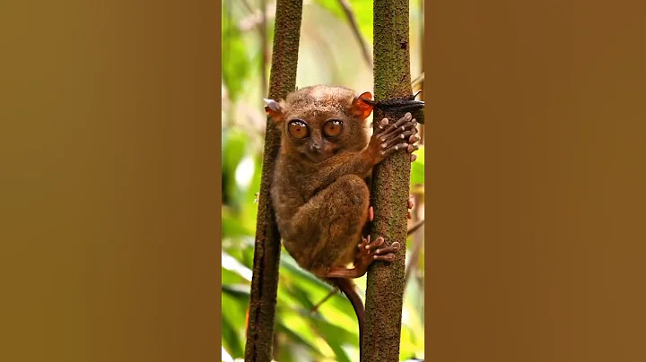 Tarsiers, Mysterious Primates with Super Big Eyes