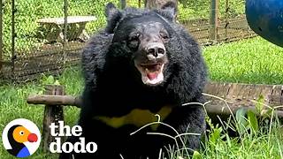 Newly Rescued Bear From Bile Farm Can't Stop Playing Like A Puppy | The Dodo