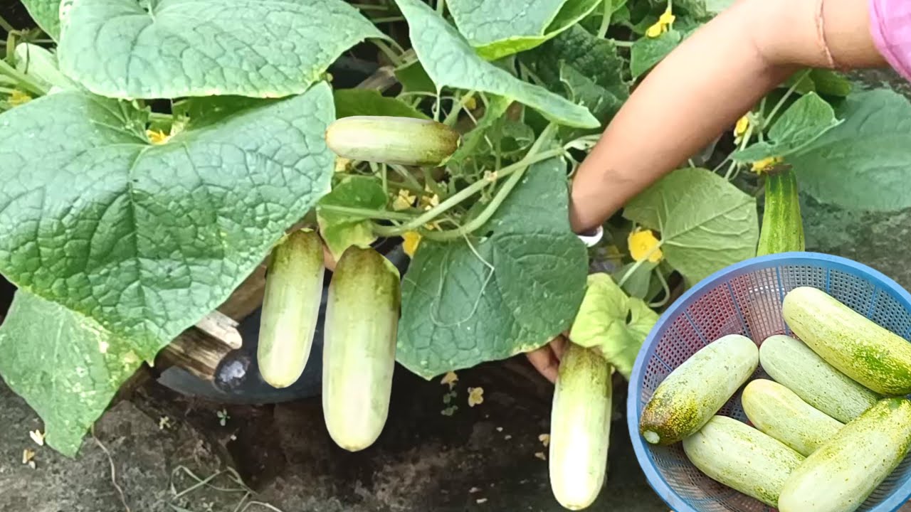 ଆଶା ଠାରୁ ଅଧିକ କାକୁଡ଼ି ମିଳିବ//ଏହି ଭିଡିଓ ଦେଖନ୍ତୁ //କାକୁଡ଼ି ଚାଷ #kakudi