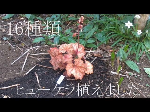 ヒューケラ苗 挿し木苗 シェードガーデン 下草 ヒューケラ ドルチェ 宿根草 お洒落なカラーリーフ 寄せ植え 3.5号 苗
