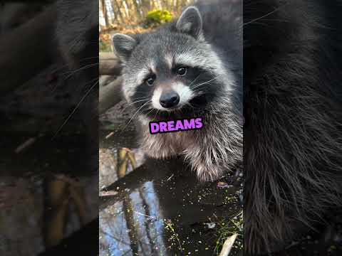 RaCCooN PoNdErS LiFe's GreaT MySteRieS 🦝🤯