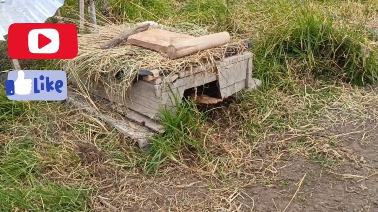 NIDOS de PATOS Domésticos 🪹🦆🦆