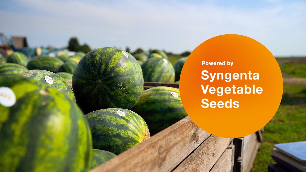 гибрид ростов