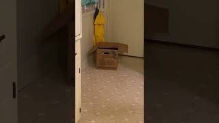 ￼cat box attack