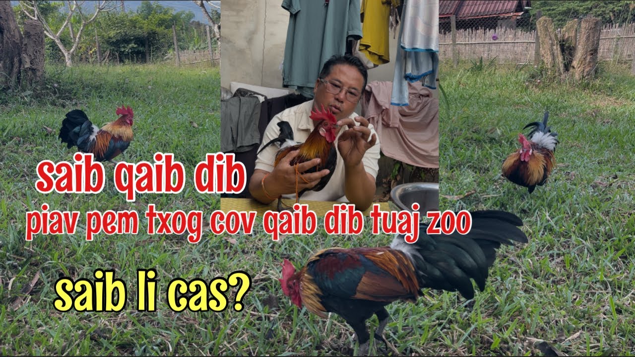 Как дела у петуха? Огурцы съедобные? 11.11.2025