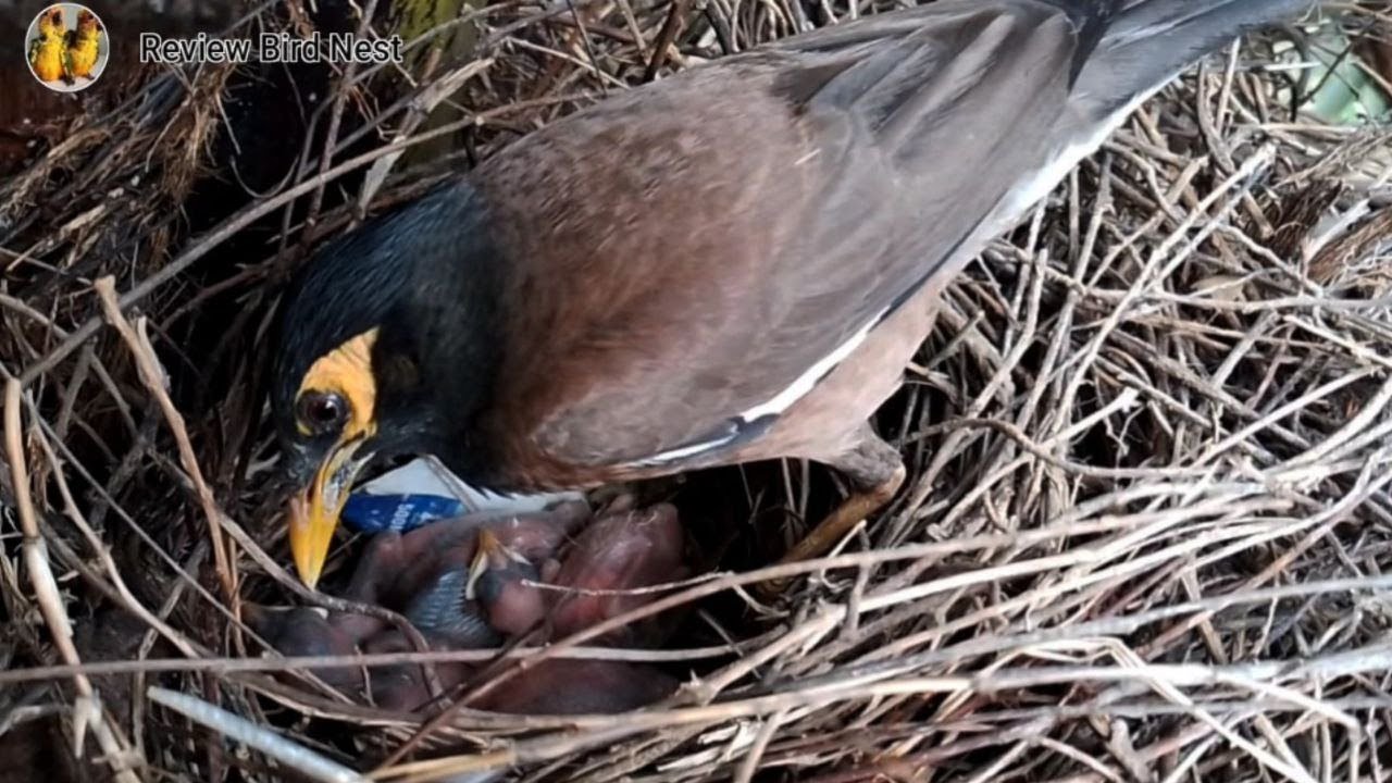 Common Myna Beautifully feeding her little baby in the nest! (EP13 ...