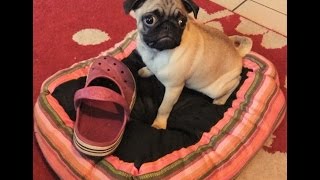 Видео Мопс думает пошкодничать (автор: Kons Schkutnik)