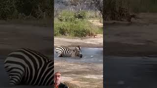 🐊 Deadly Crocodile Attack on Zebra! Will the Zebra Escape? Watch Till the End 😱