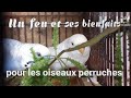 Un feu et ses bienfaits pour les oiseaux perruches