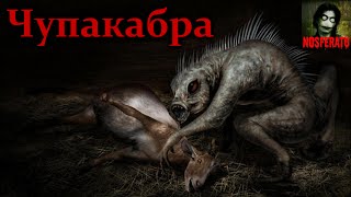 То, от чего стынет кровь - Чупакабра То, от чего стынет кровь - Чупакабра