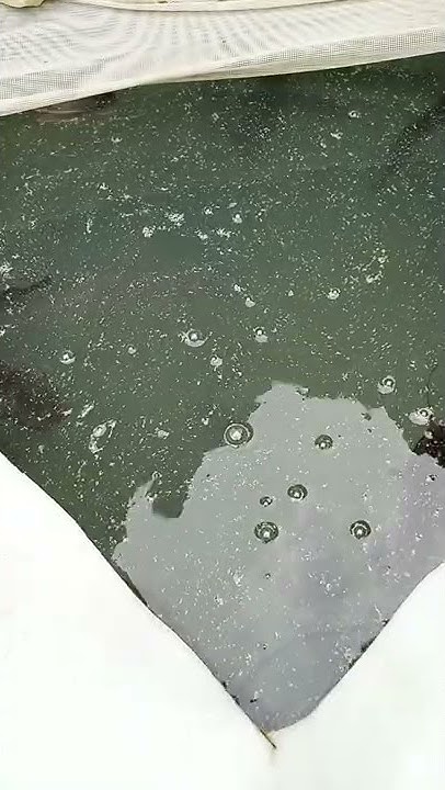 100-catfish-capacity-1000-litre-youtube