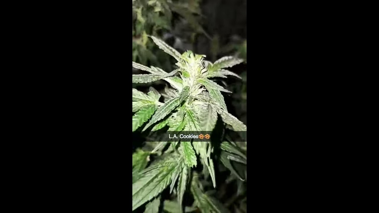 Hydroponic homegrown with a manifold