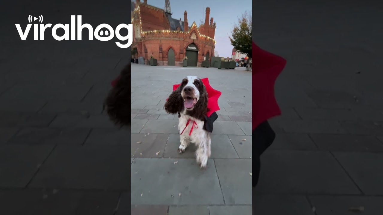 Бонни сказала «Бу!». Теперь ты боишься? || ViralHog