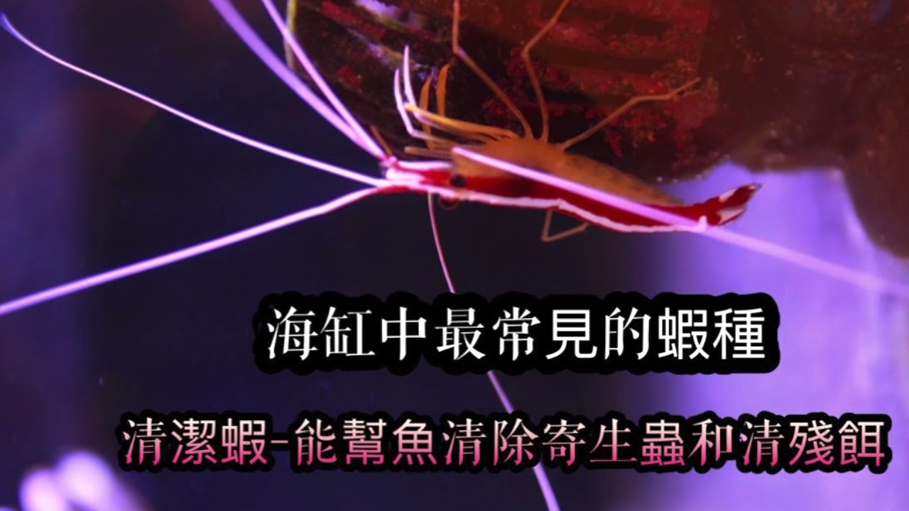 介紹海水缸中最常見的蝦種 清潔蝦 能幫魚清除寄生蟲和清殘餌 紅茶的海水魚世界 Youtube