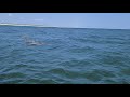 Dolphins in St. Andrews Bay, Florida