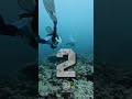 From colorful reefs to calm blue depths — every dive is a new story beneath the #scubadiving