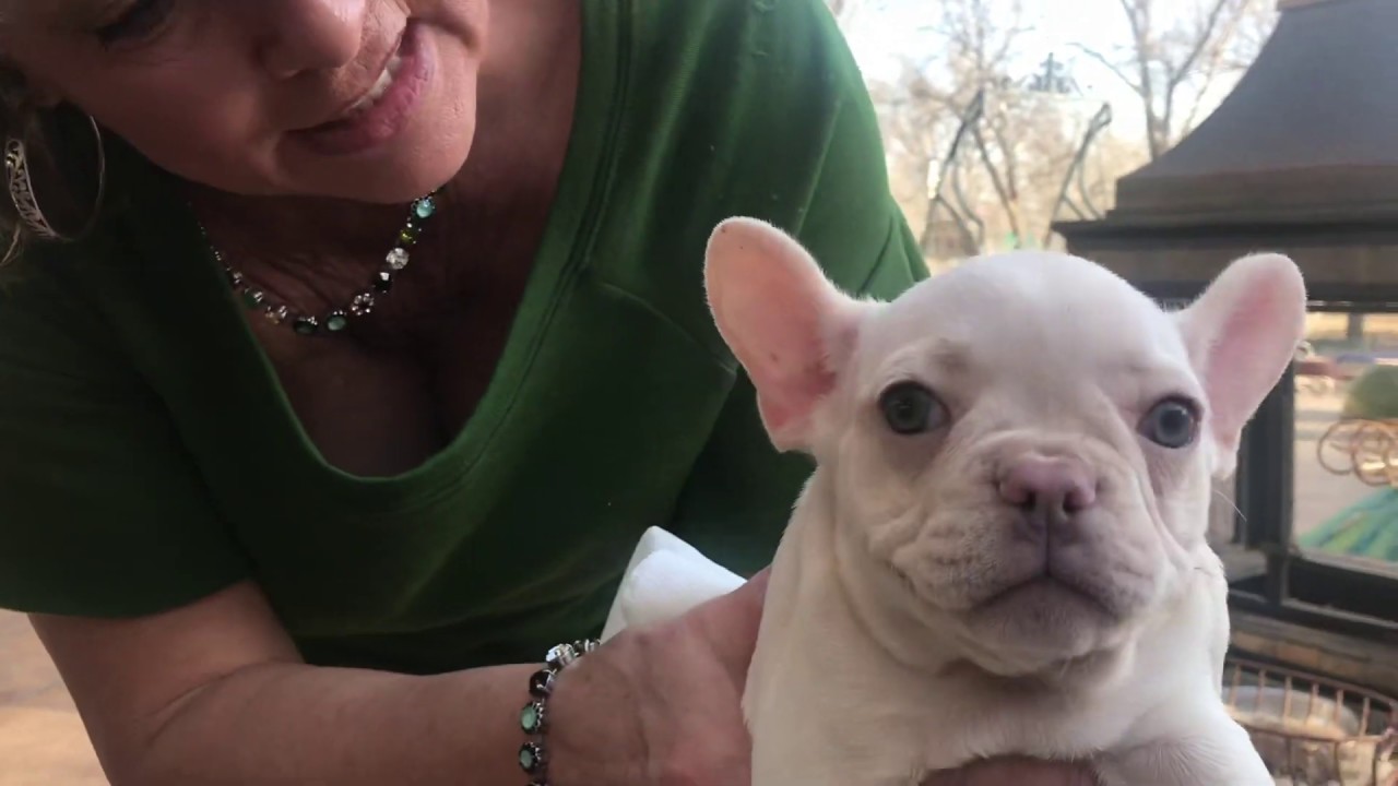 lilac platinum french bulldog