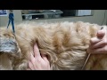 Brushing and de-matting a non-shedding coat (Soft-Coated Wheaten Terrier)