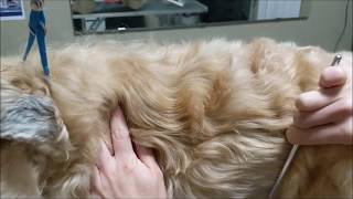 Brushing and dematting a nonshedding coat (SoftCoated Wheaten Terrier)