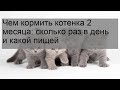 Чем кормить котенка 2 месяца: сколько раз в день и какой пищей