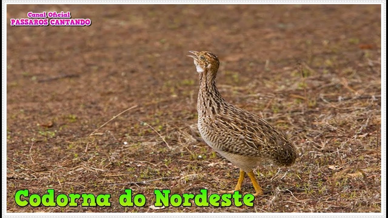 Canto De Lambu Pe Roxo Sua Musica Canto Da Codorna Do Nordeste Youtube