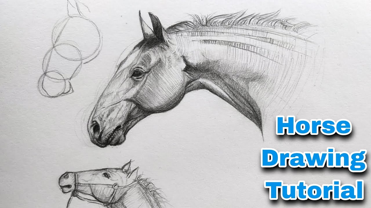 How to draw a Horse 🐴 | Horse drawing tutorial for beginners - YouTube