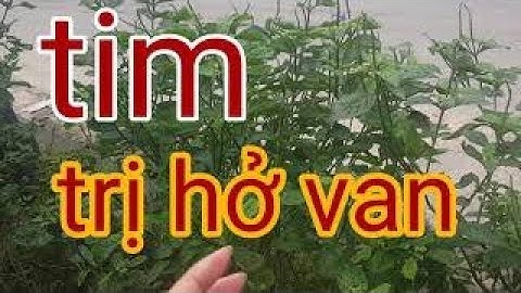 công dụng cây đuôi chuột - cây đuôi chuột trị hở van tim - bệnh hở van tim