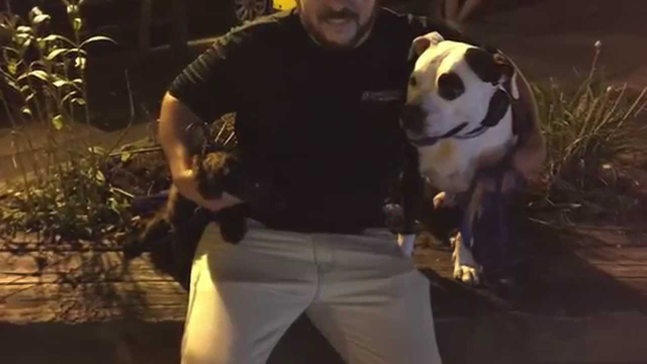 Long Island Dog Trainer Pitbull with Amazing Obedience Best Pitbull trainers in NY YouTube