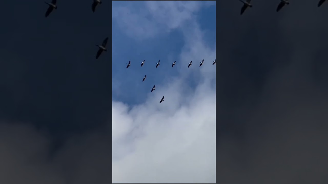 Soaring Over Sussex trailer 