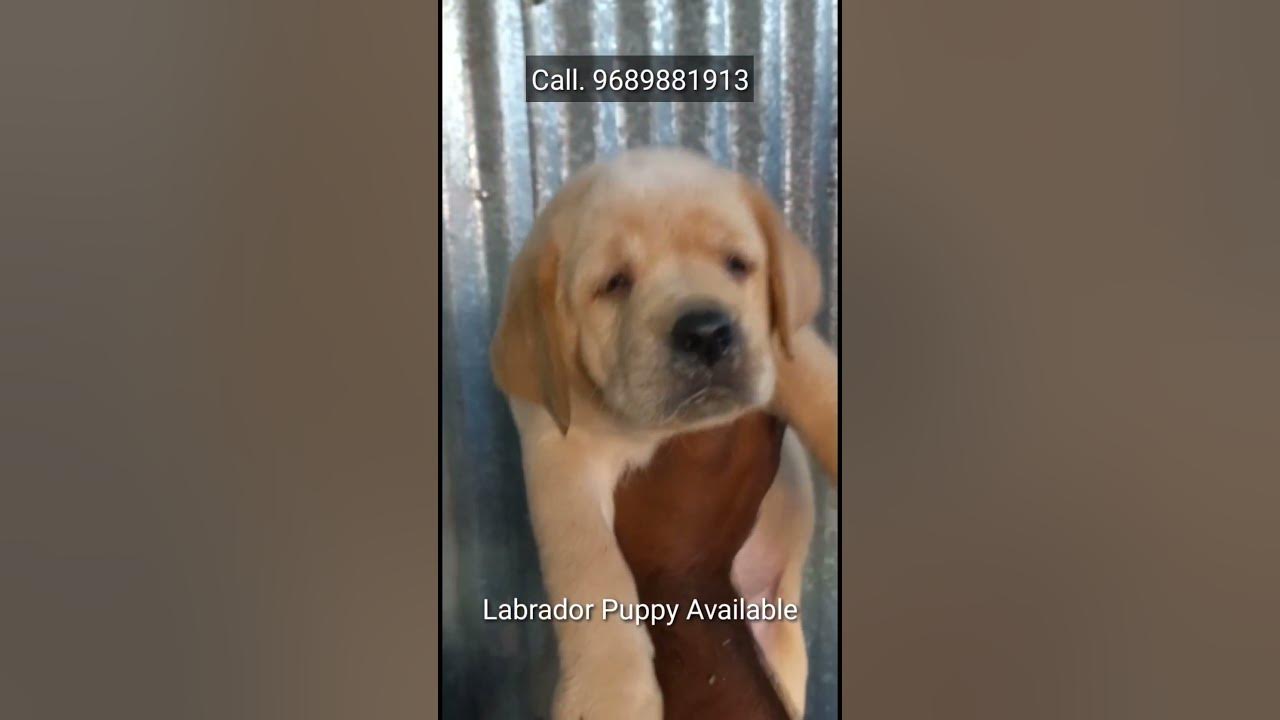 Labrador puppy for sale in pune mumbai shorts(1) YouTube